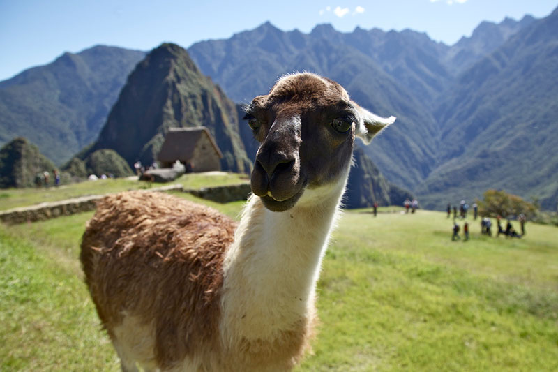 Llama LLama in Machu Picchu