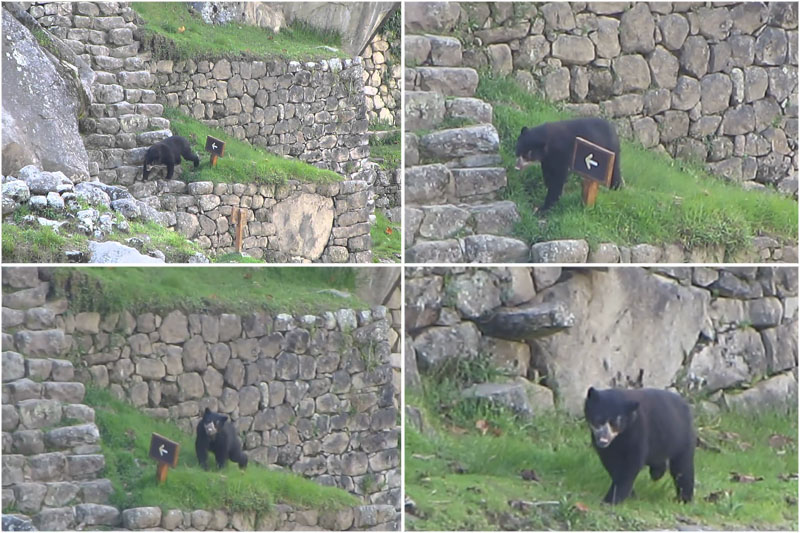 Bear Machupicchu Machupicchu bear