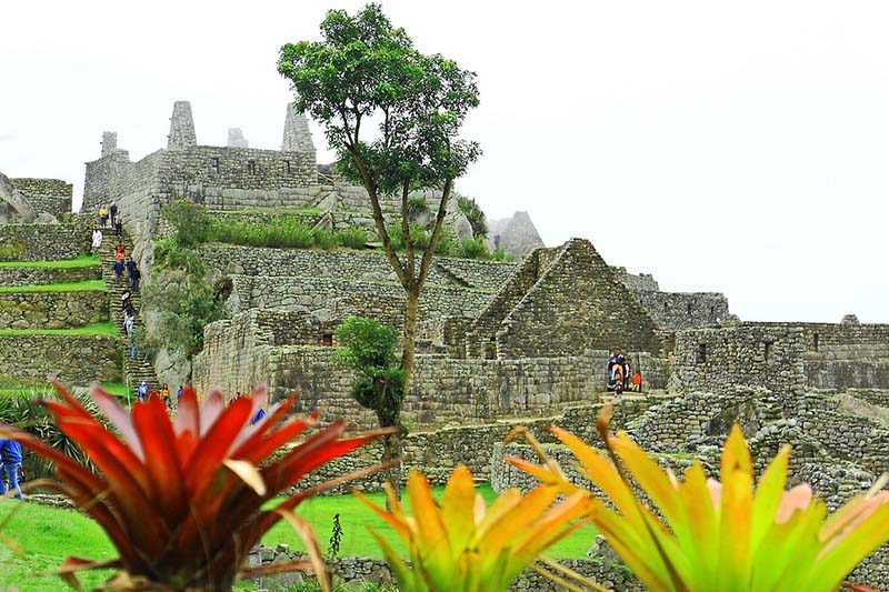 Plants in Machu Picchu Nature in Machu Picchu
