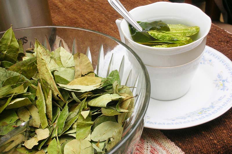 Coca tea Coca tea in Cusco