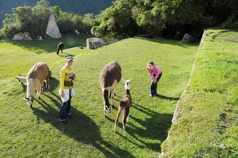 Beautiful green scenery of Machu Picchu in the low season
