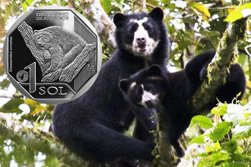 Spectacled bear Spectacled bear