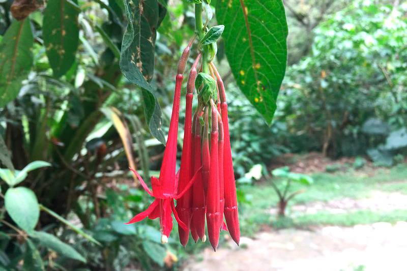 Tres Portadas Jardin botanico - Machu Picchu