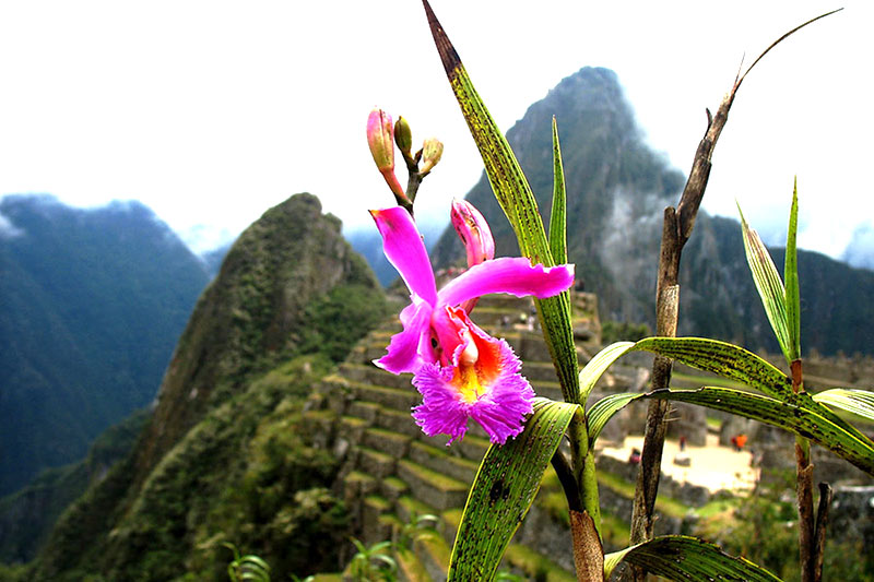 Flora of Machu Picchu Flora of Machu Picchu