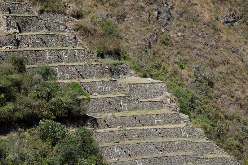 llamas-Sun-Choquequirao llamas-Sun-Choquequirao
