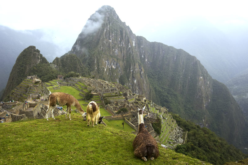 Llamas in Machu Picchu