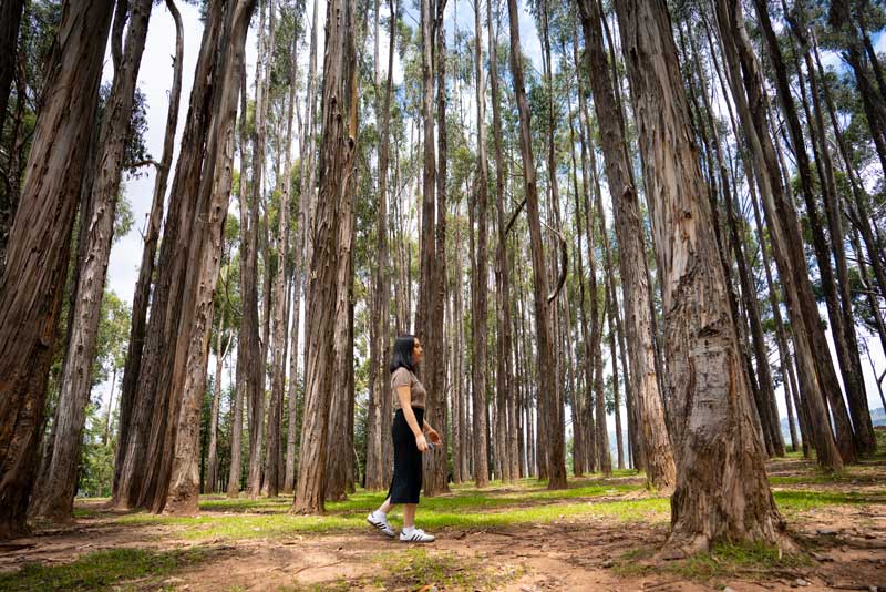 Qenqo eucalyptus forest