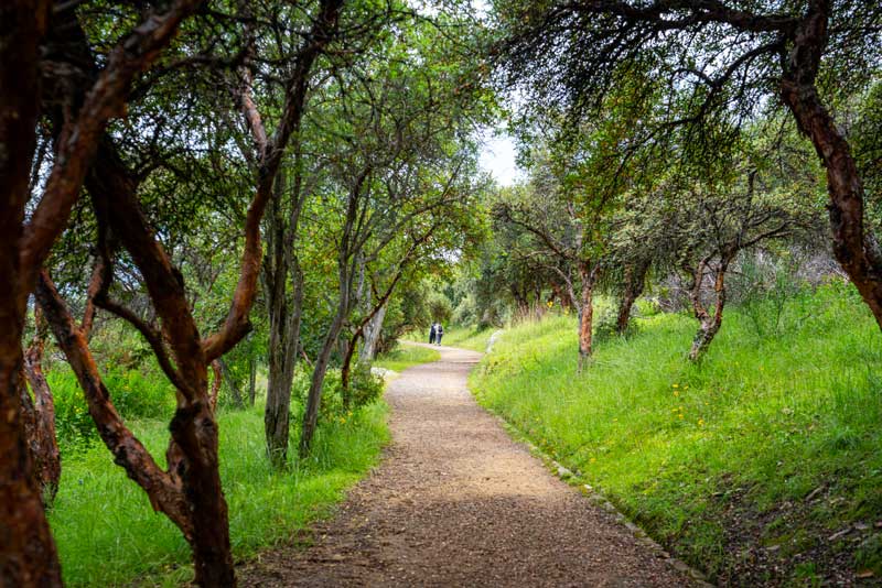 Path in the forest of Sacsayhuamán